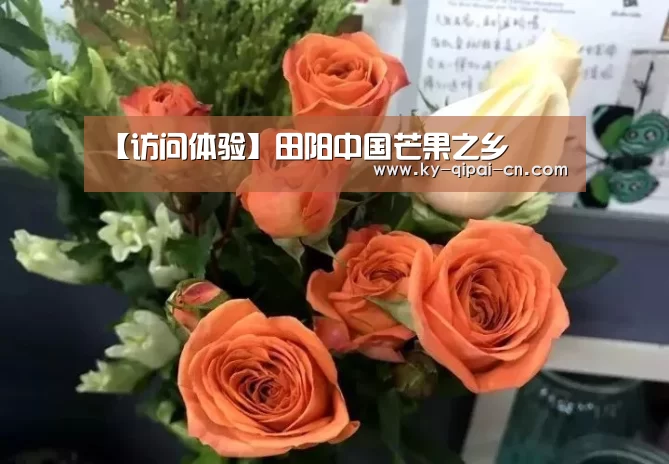 使用教程
